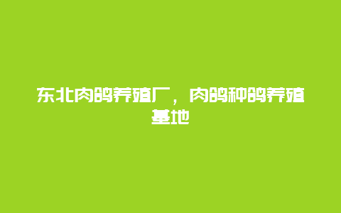 东北肉鸽养殖厂，肉鸽种鸽养殖基地