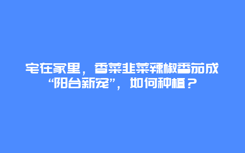 宅在家里，香菜韭菜辣椒番茄成“阳台新宠”，如何种植？