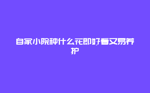 自家小院种什么花即好看又易养护