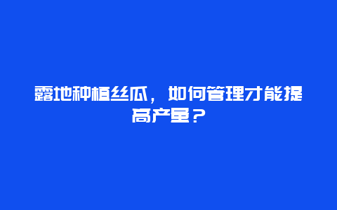 露地种植丝瓜，如何管理才能提高产量？