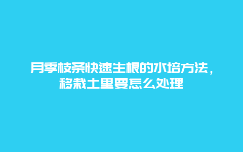 月季枝条快速生根的水培方法，移栽土里要怎么处理