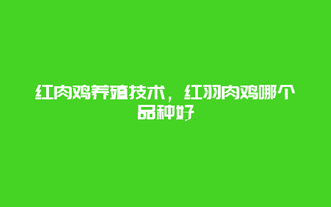 红肉鸡养殖技术，红羽肉鸡哪个品种好