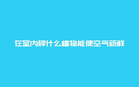 在室内种什么植物能使空气新鲜