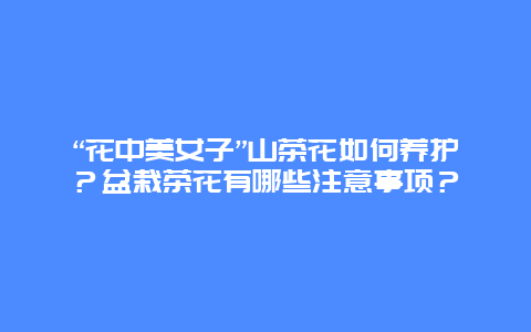 “花中美女子”山茶花如何养护？盆栽茶花有哪些注意事项？