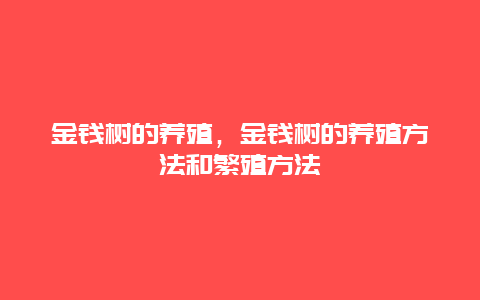 金钱树的养殖，金钱树的养殖方法和繁殖方法