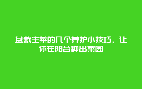 盆栽生菜的几个养护小技巧，让你在阳台种出菜园