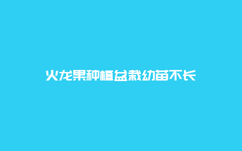 火龙果种植盆栽幼苗不长