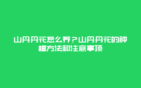 山丹丹花怎么养？山丹丹花的种植方法和注意事项