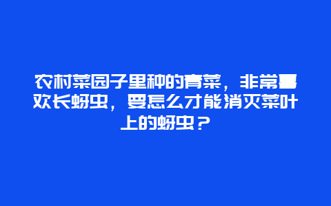 农村菜园子里种的青菜，非常喜欢长蚜虫，要怎么才能消灭菜叶上的蚜虫？