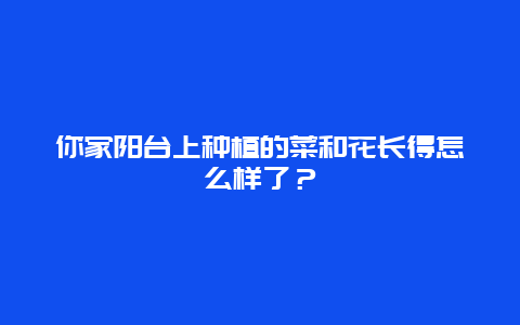 你家阳台上种植的菜和花长得怎么样了？