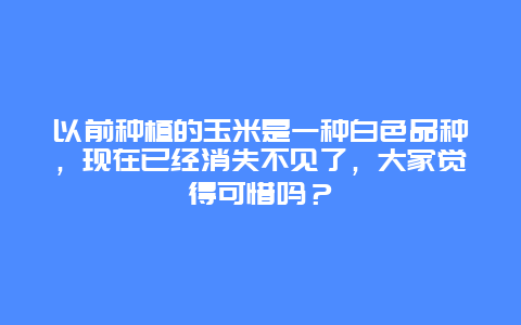 以前种植的玉米是一种白色品种，现在已经消失不见了，大家觉得可惜吗？