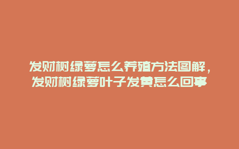 发财树绿萝怎么养殖方法图解，发财树绿萝叶子发黄怎么回事