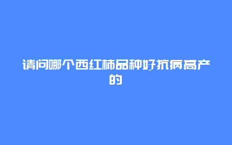 请问哪个西红柿品种好抗病高产的