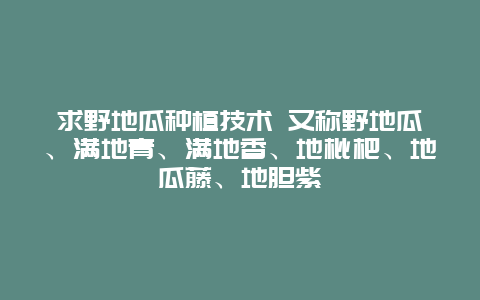 求野地瓜种植技术 又称野地瓜、满地青、满地香、地枇杷、地瓜藤、地胆紫