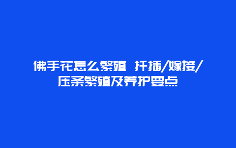 佛手花怎么繁殖 扦插/嫁接/压条繁殖及养护要点