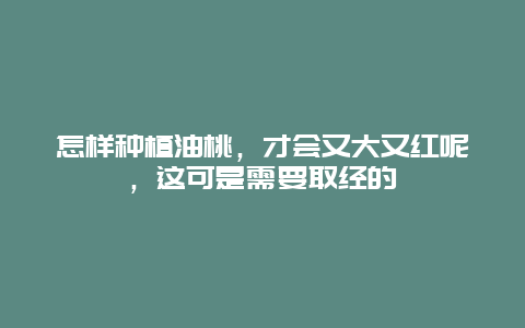 怎样种植油桃，才会又大又红呢，这可是需要取经的