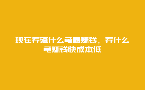 现在养殖什么龟最赚钱，养什么龟赚钱快成本低