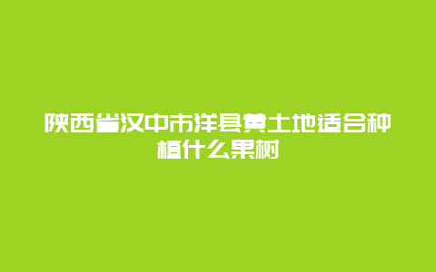 陕西省汉中市洋县黄土地适合种植什么果树