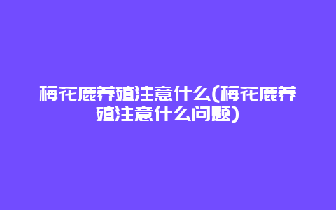 梅花鹿养殖注意什么(梅花鹿养殖注意什么问题)