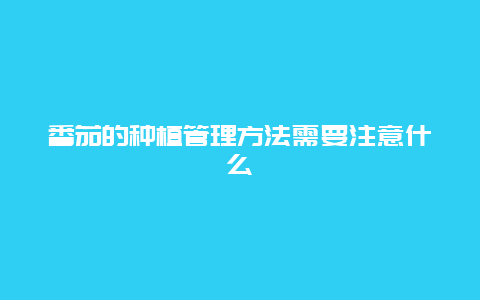 番茄的种植管理方法需要注意什么