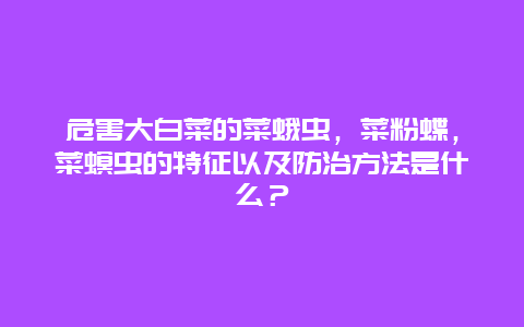 危害大白菜的菜蛾虫，菜粉蝶，菜螟虫的特征以及防治方法是什么？