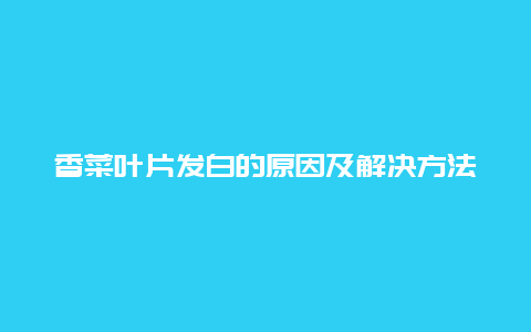 香菜叶片发白的原因及解决方法