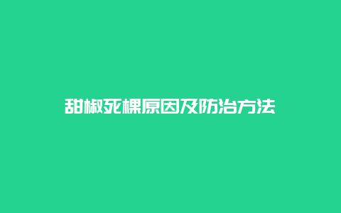 甜椒死棵原因及防治方法