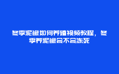 冬季泥鳅如何养殖视频教程，冬季养泥鳅会不会冻死