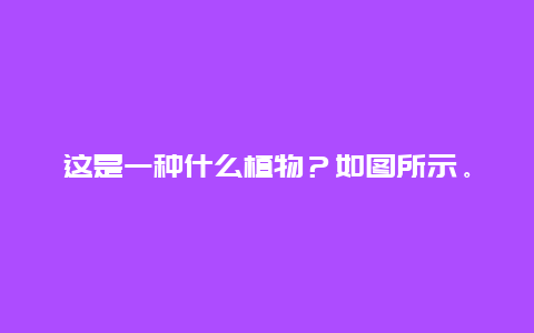 这是一种什么植物？如图所示。