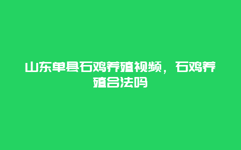 山东单县石鸡养殖视频，石鸡养殖合法吗