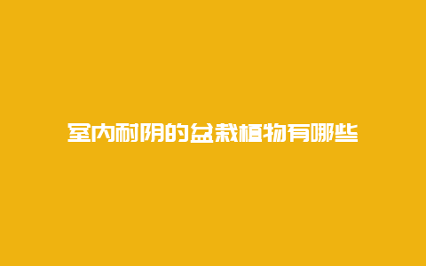 室内耐阴的盆栽植物有哪些