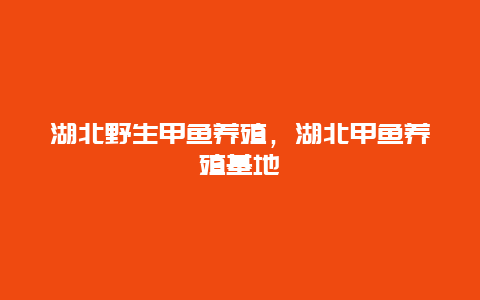 湖北野生甲鱼养殖，湖北甲鱼养殖基地