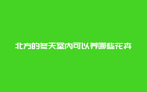 北方的冬天室内可以养哪些花卉