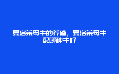 夏洛莱母牛的养殖，夏洛莱母牛配哪种牛好