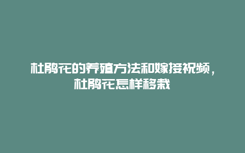 杜鹃花的养殖方法和嫁接祝频，杜鹃花怎样移栽