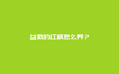 盆栽的红枫怎么养？