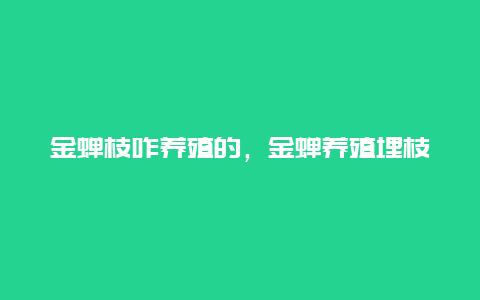 金蝉枝咋养殖的，金蝉养殖埋枝