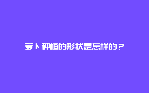 萝卜种植的形状是怎样的？