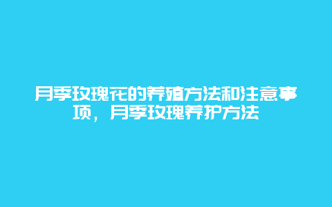 月季玫瑰花的养殖方法和注意事项，月季玫瑰养护方法