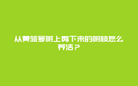 从黄菠萝树上剪下来的树枝怎么养活？