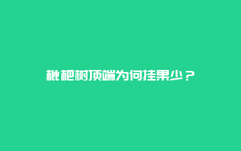 枇杷树顶端为何挂果少？