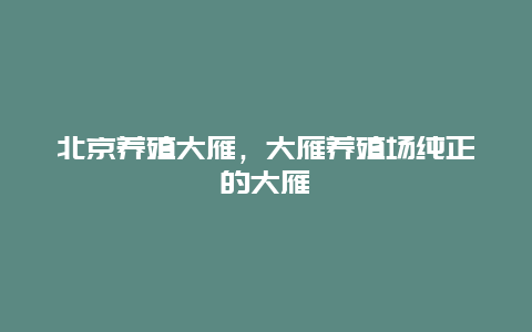 北京养殖大雁，大雁养殖场纯正的大雁