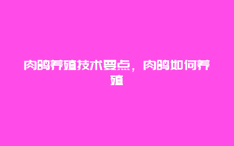 肉鸽养殖技术要点，肉鸽如何养殖