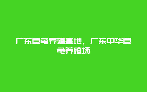 广东草龟养殖基地，广东中华草龟养殖场