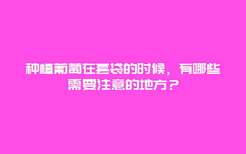 种植葡萄在套袋的时候，有哪些需要注意的地方？