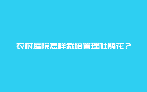 农村庭院怎样栽培管理杜鹃花？