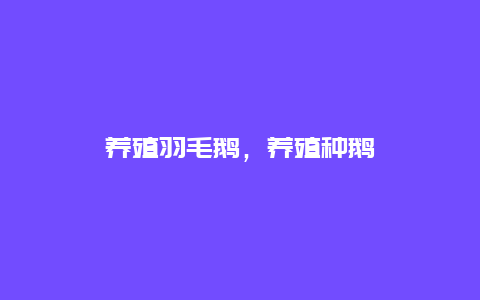 养殖羽毛鹅，养殖种鹅