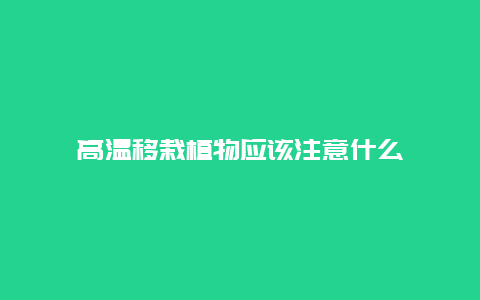 高温移栽植物应该注意什么