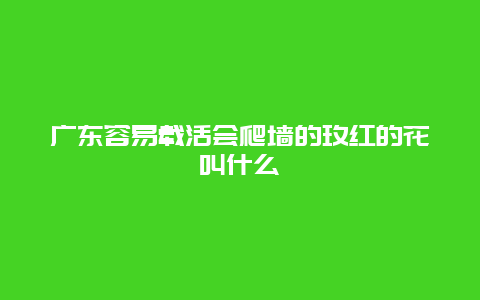 广东容易载活会爬墙的玫红的花叫什么_http://www.zhongzhihu.com_农业百科_第1张