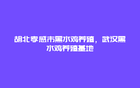 胡北孝感市黑水鸡养殖，武汉黑水鸡养殖基地